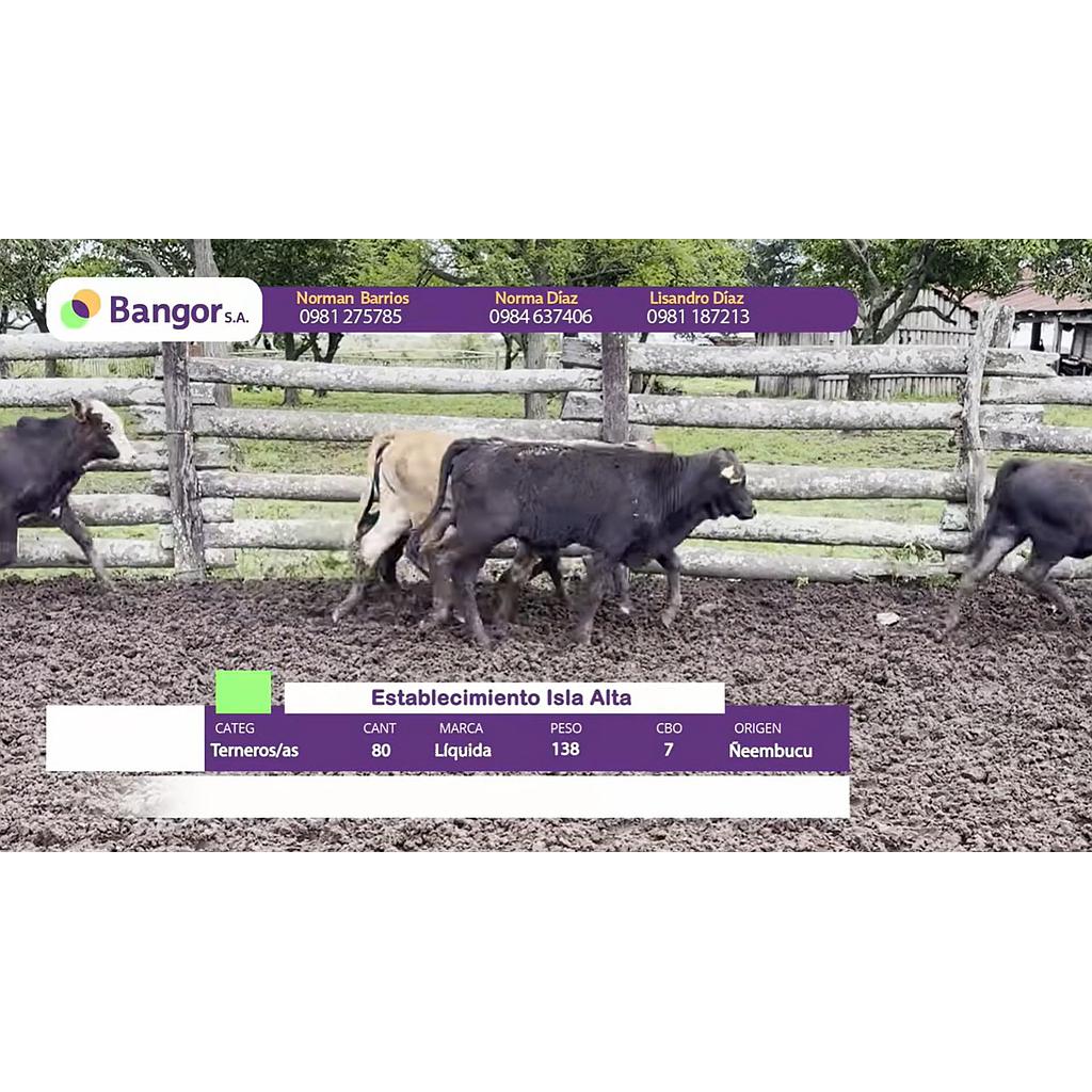 Lote 02- Terneros/as