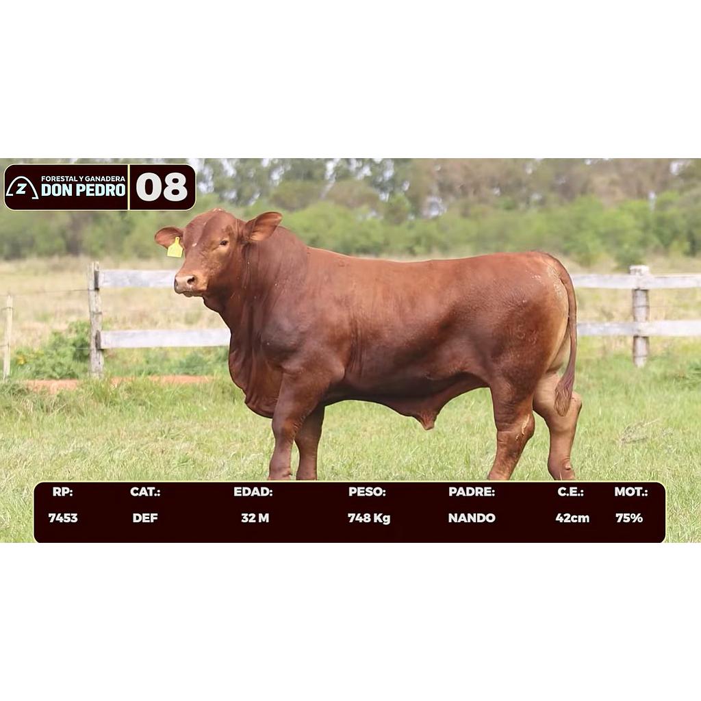 LOTE 08 - BRANGUS ROJO