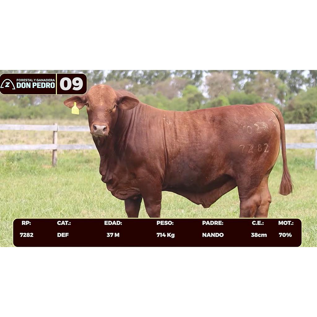 LOTE 09 - BRANGUS ROJO