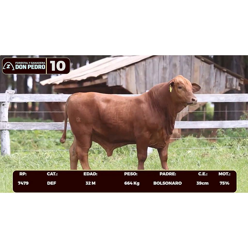 LOTE 10 - BRANGUS ROJO