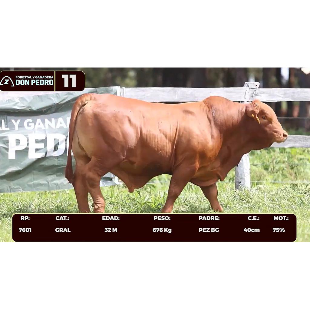 LOTE 11 - BRANGUS ROJO