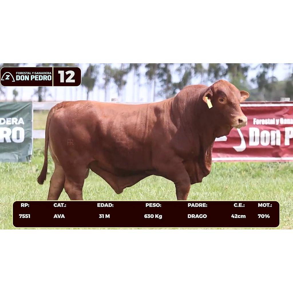 LOTE 12 - BRANGUS ROJO