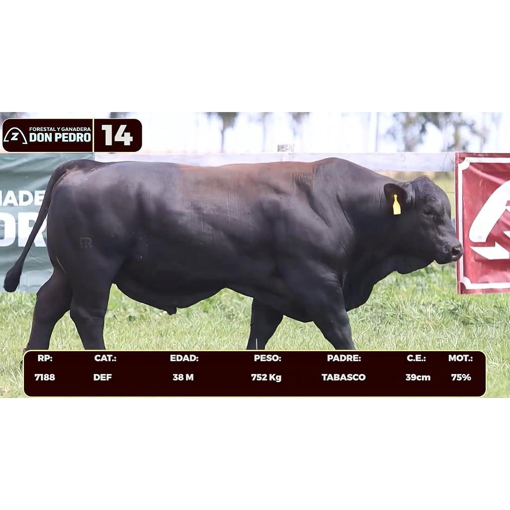 LOTE 14 - BRANGUS NEGRO