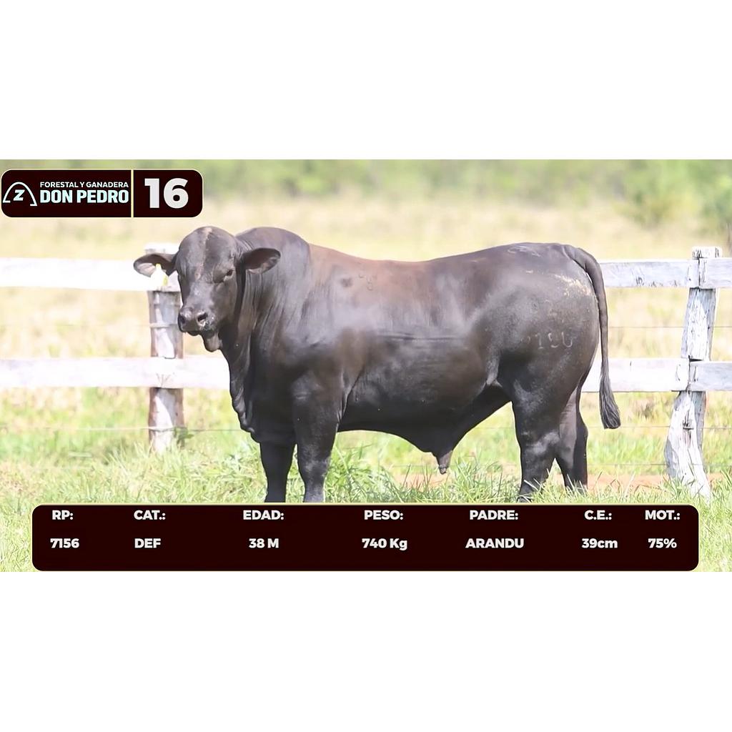 LOTE 16 - BRANGUS NEGRO