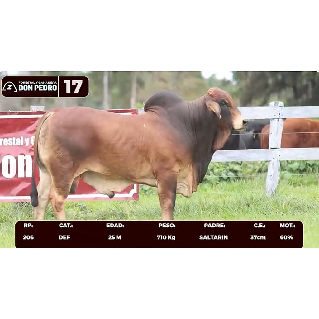 LOTE 17 - BRAHMAN ROJO