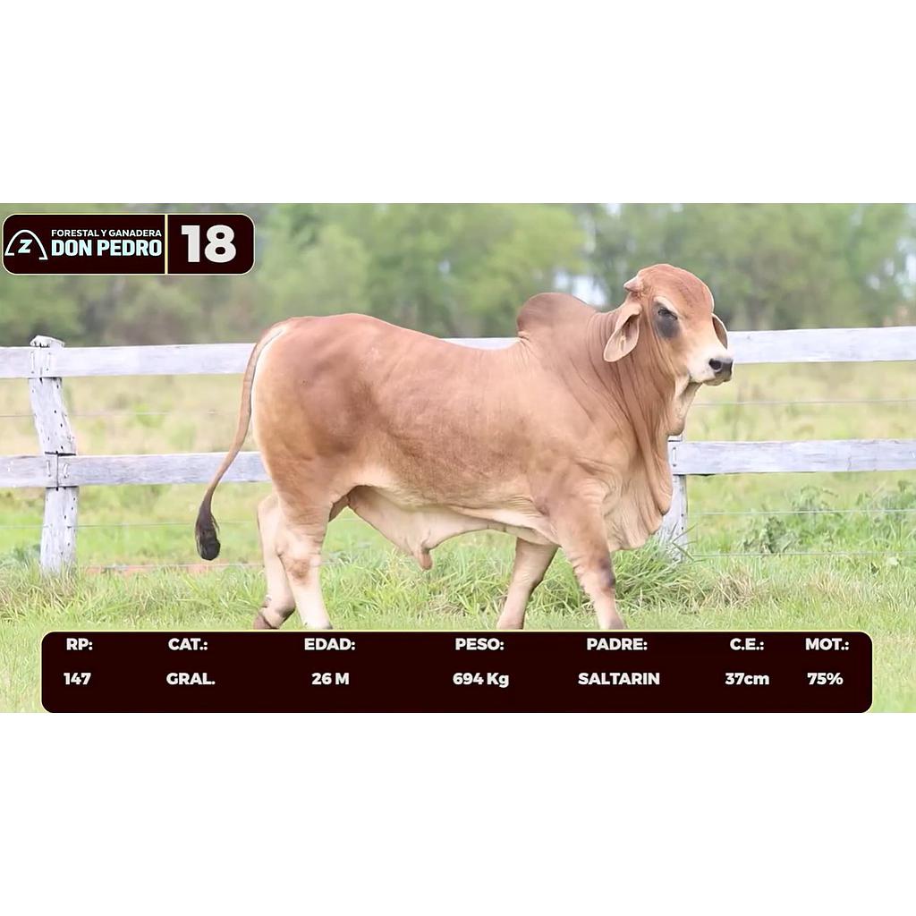 LOTE 18 - BRAHMAN ROJO