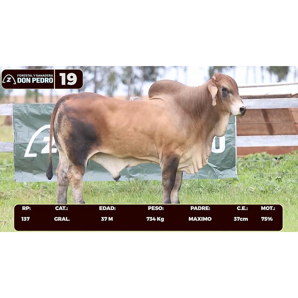 LOTE 19 - BRAHMAN ROJO