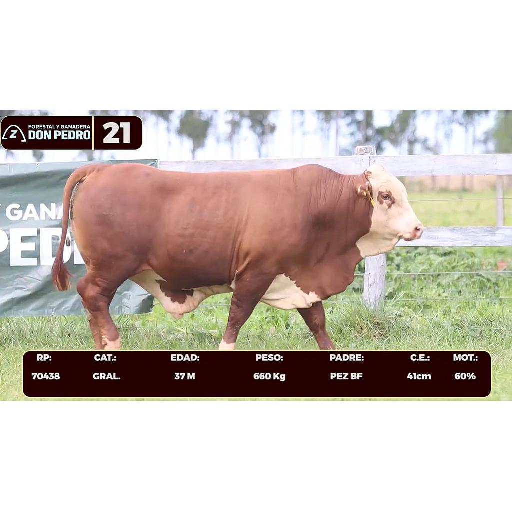 LOTE 21 - BRAFORD