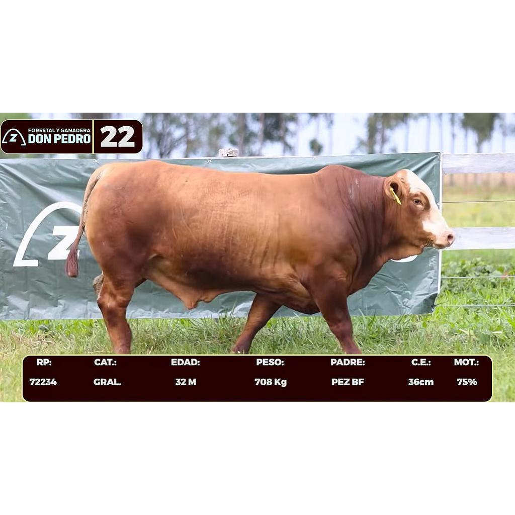 LOTE 22 - BRAFORD