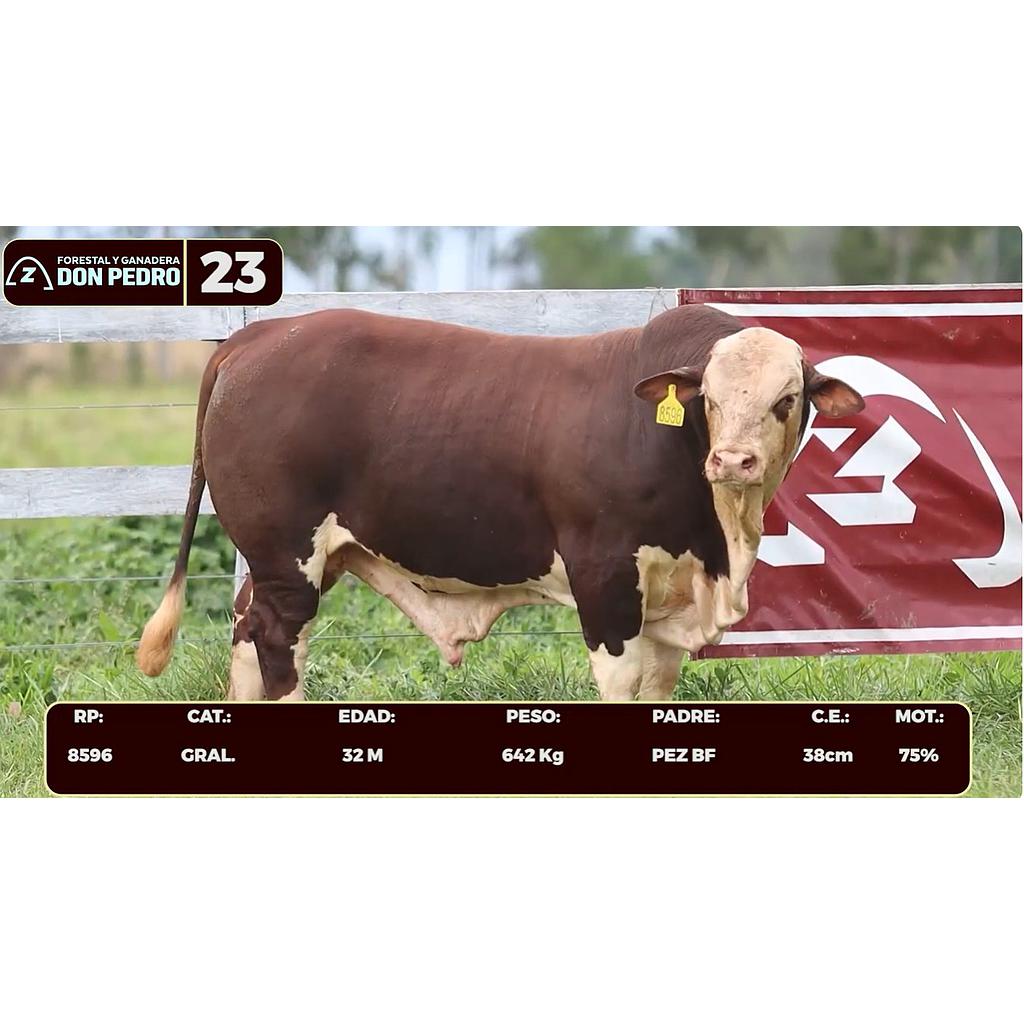 LOTE 23 - BRAFORD
