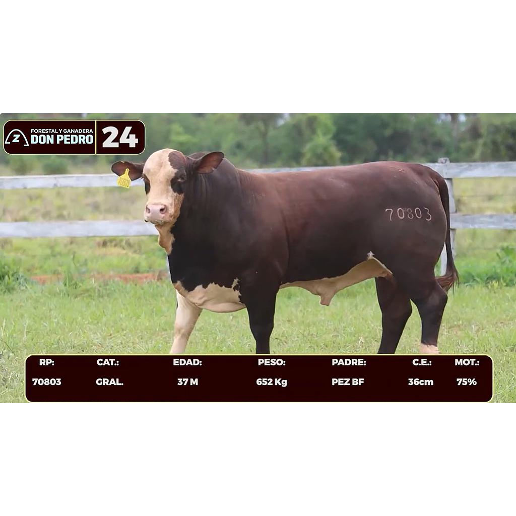 LOTE 24 - BRAFORD