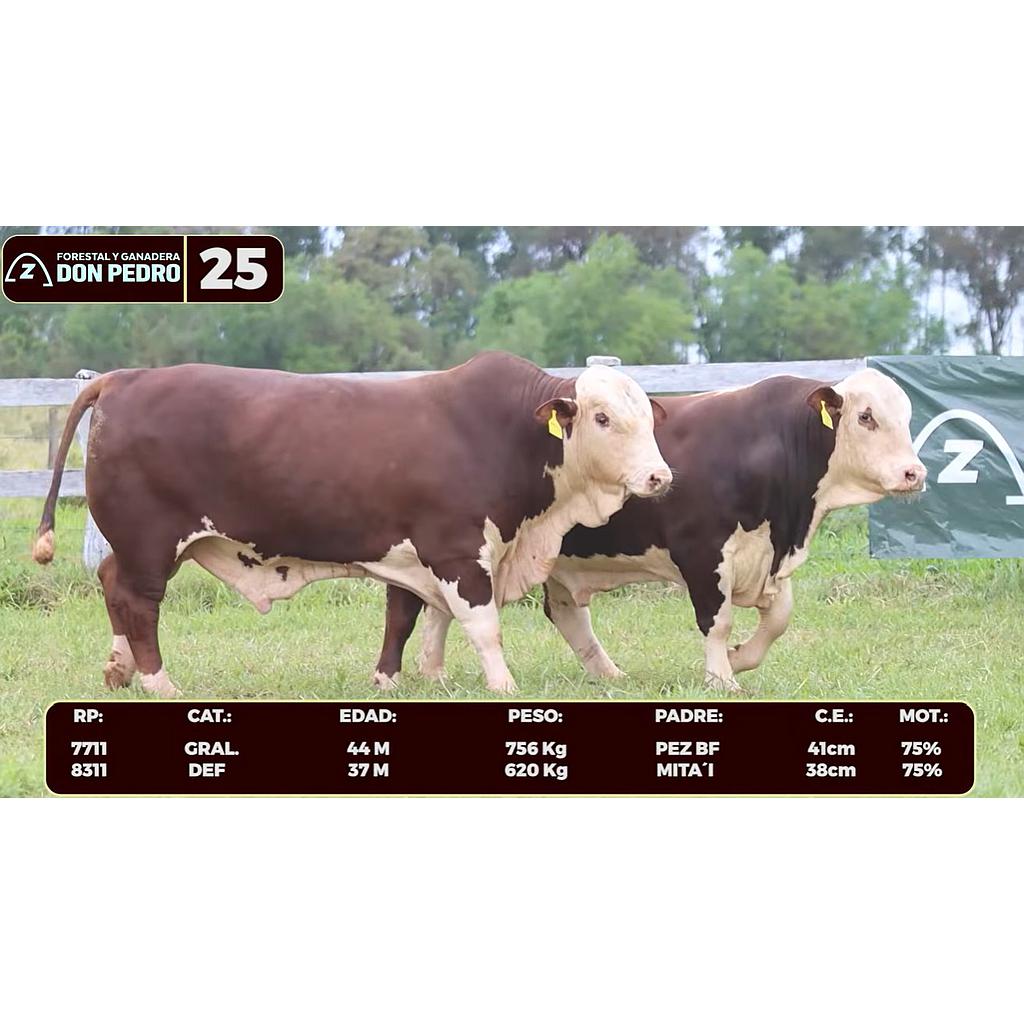 LOTE 25 - BRAFORD