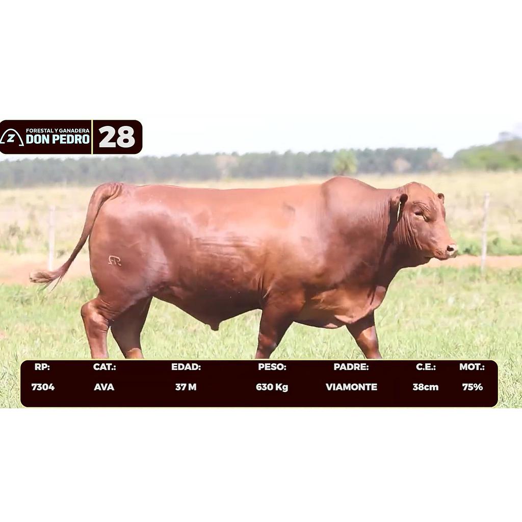 LOTE 28 - BRANGUS ROJO
