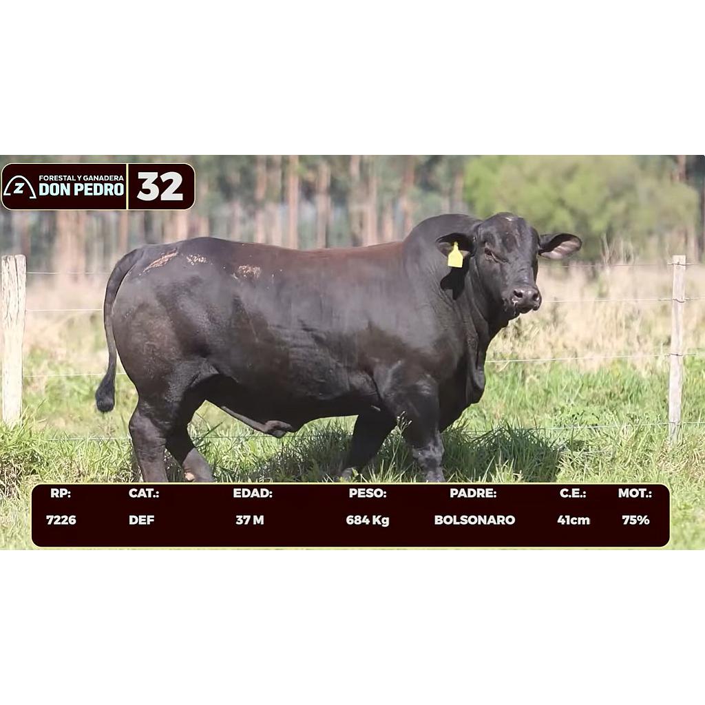 LOTE 32 - BRANGUS NEGRO