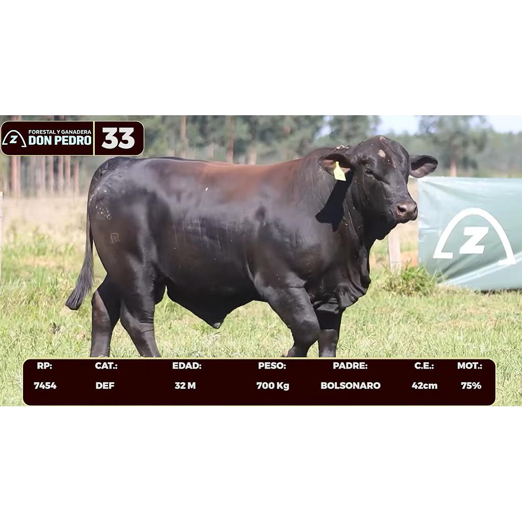 LOTE 33 - BRANGUS NEGRO