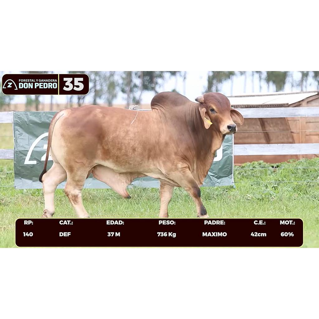 LOTE 35 - BRAHMAN ROJO