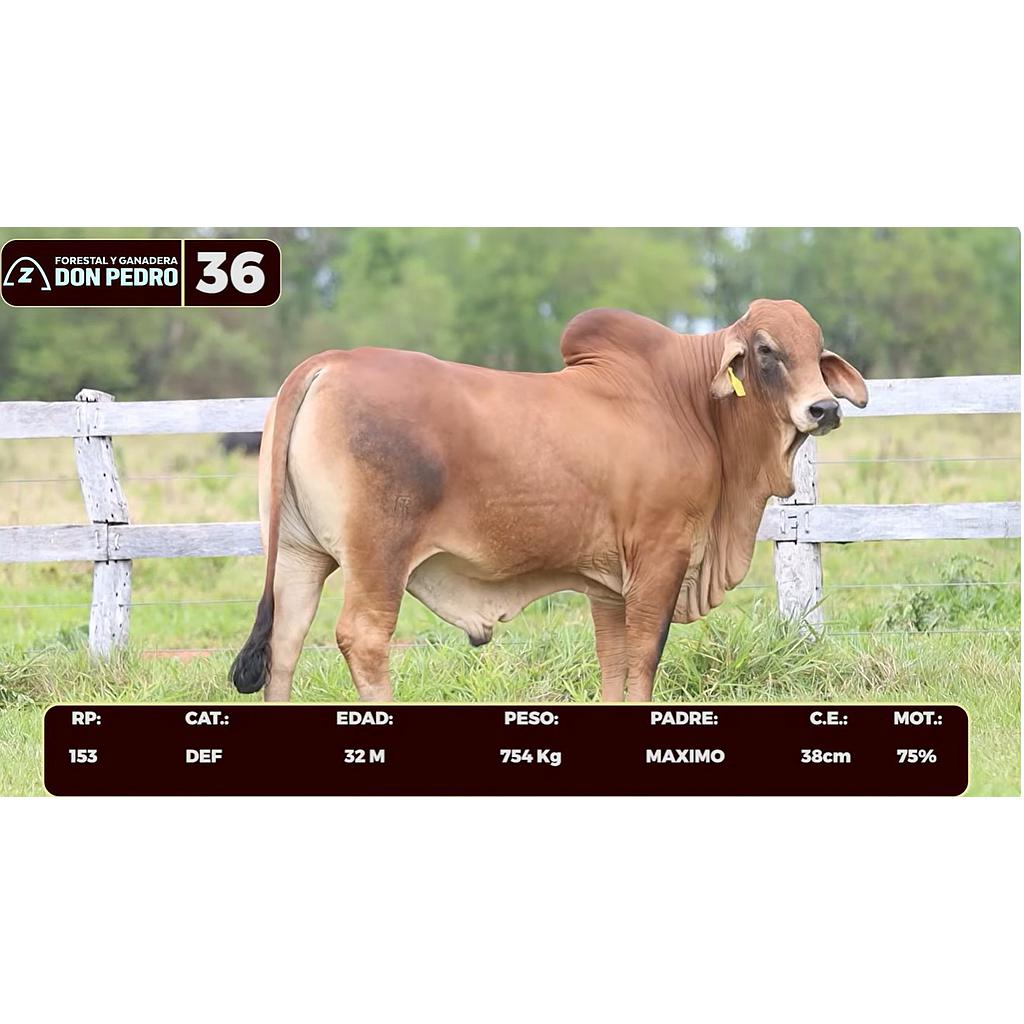LOTE 36 - BRAHMAN ROJO
