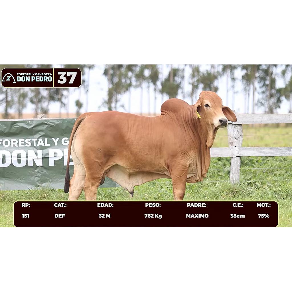 LOTE 37 - BRAHMAN ROJO