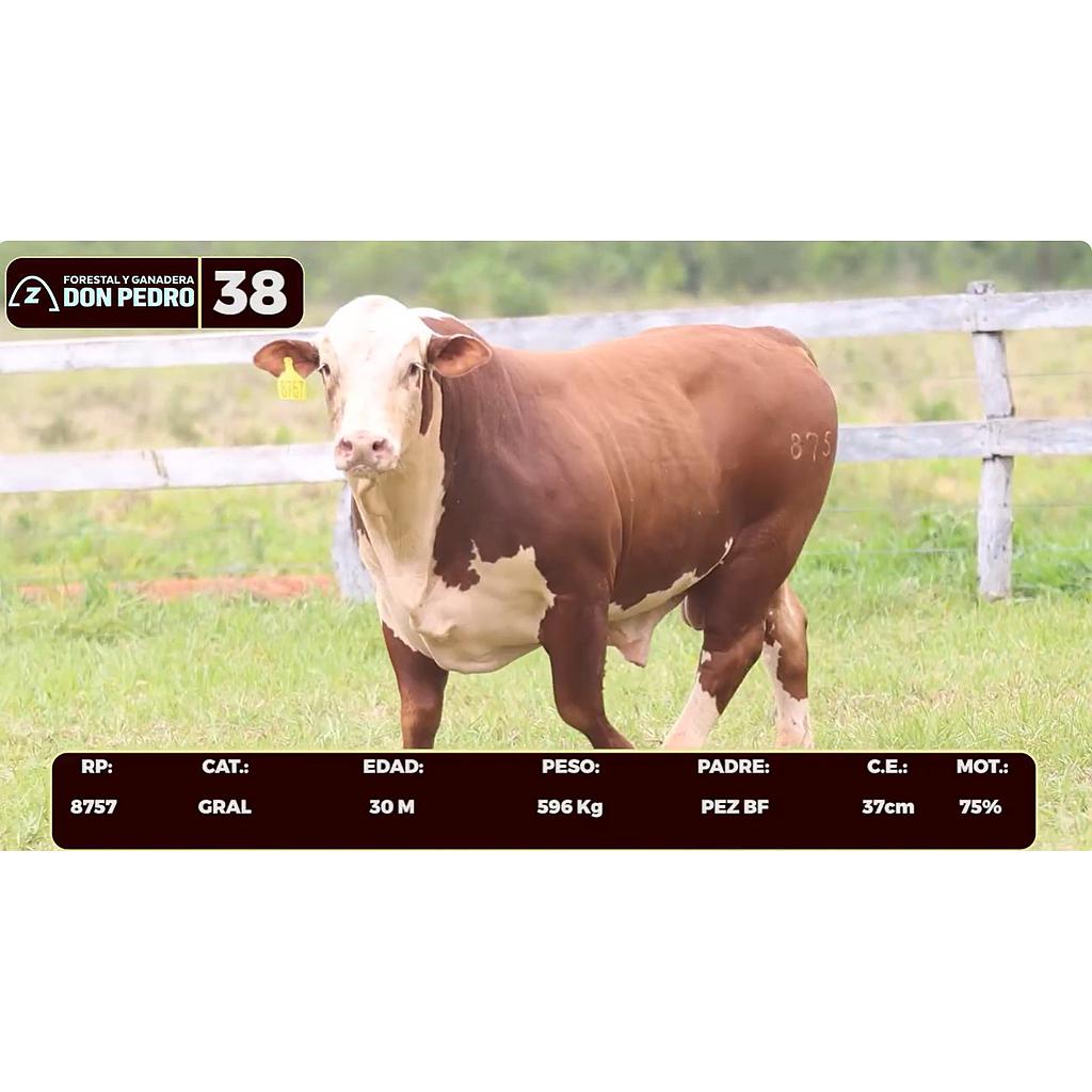 LOTE 38 - BRAFORD