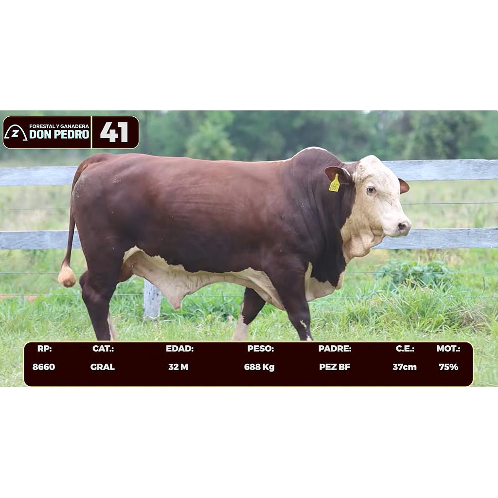 LOTE 41 - BRAFORD
