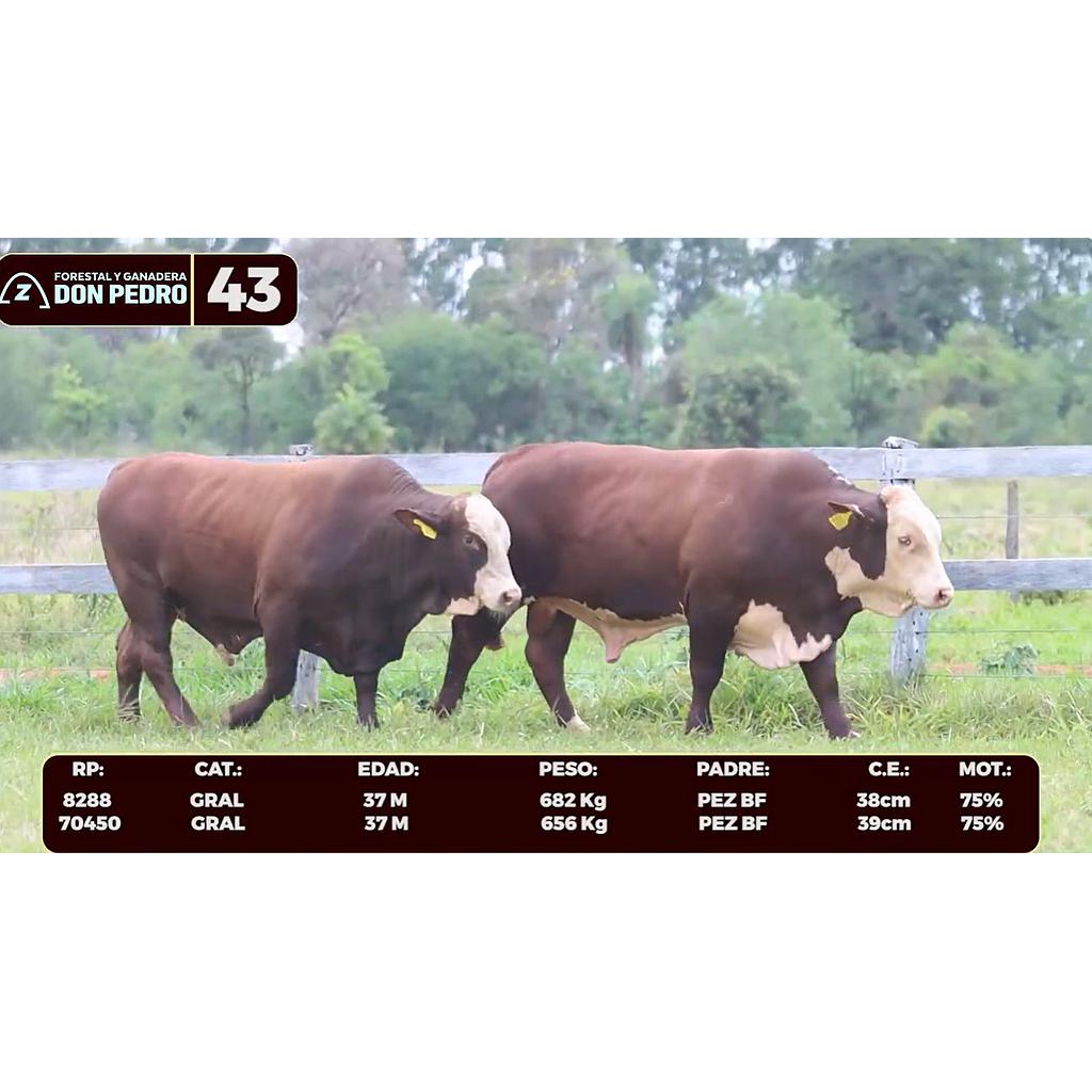 LOTE 43 - BRAFORD