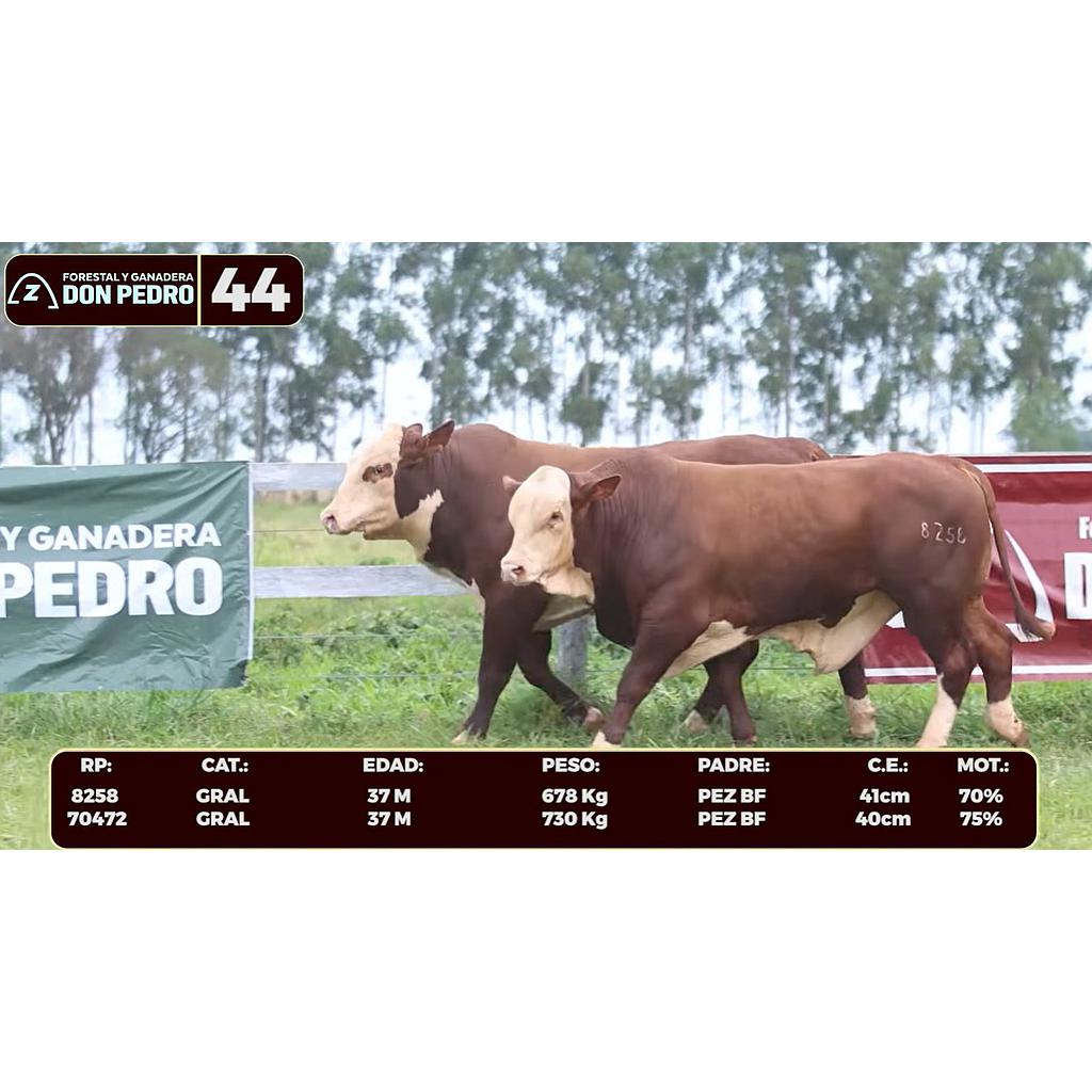 LOTE 44 - BRAFORD