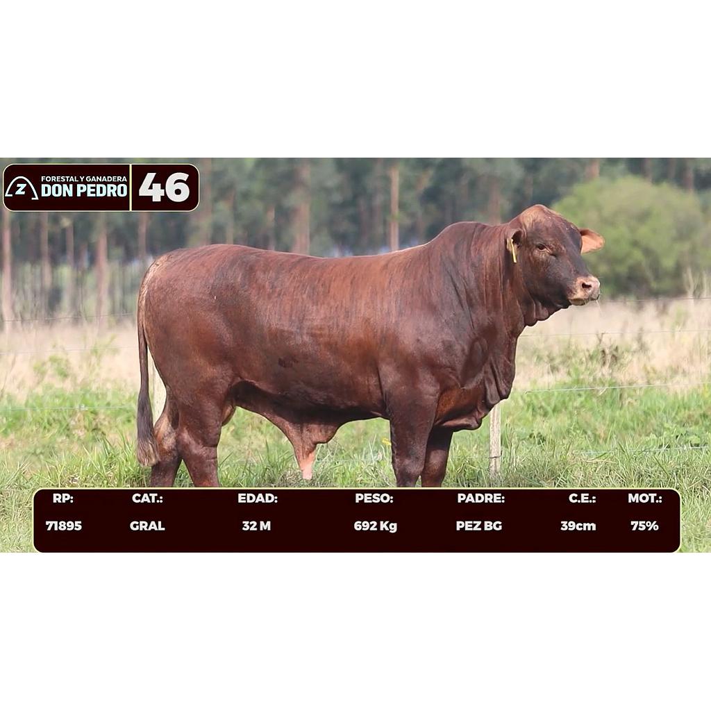 LOTE 46 - BRANGUS BARCINO