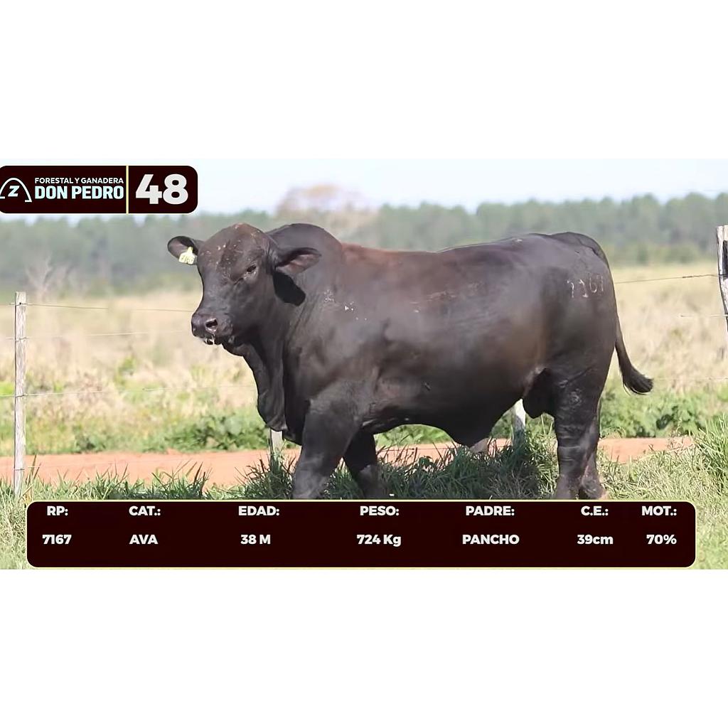 LOTE 48 - BRANGUS NEGRO