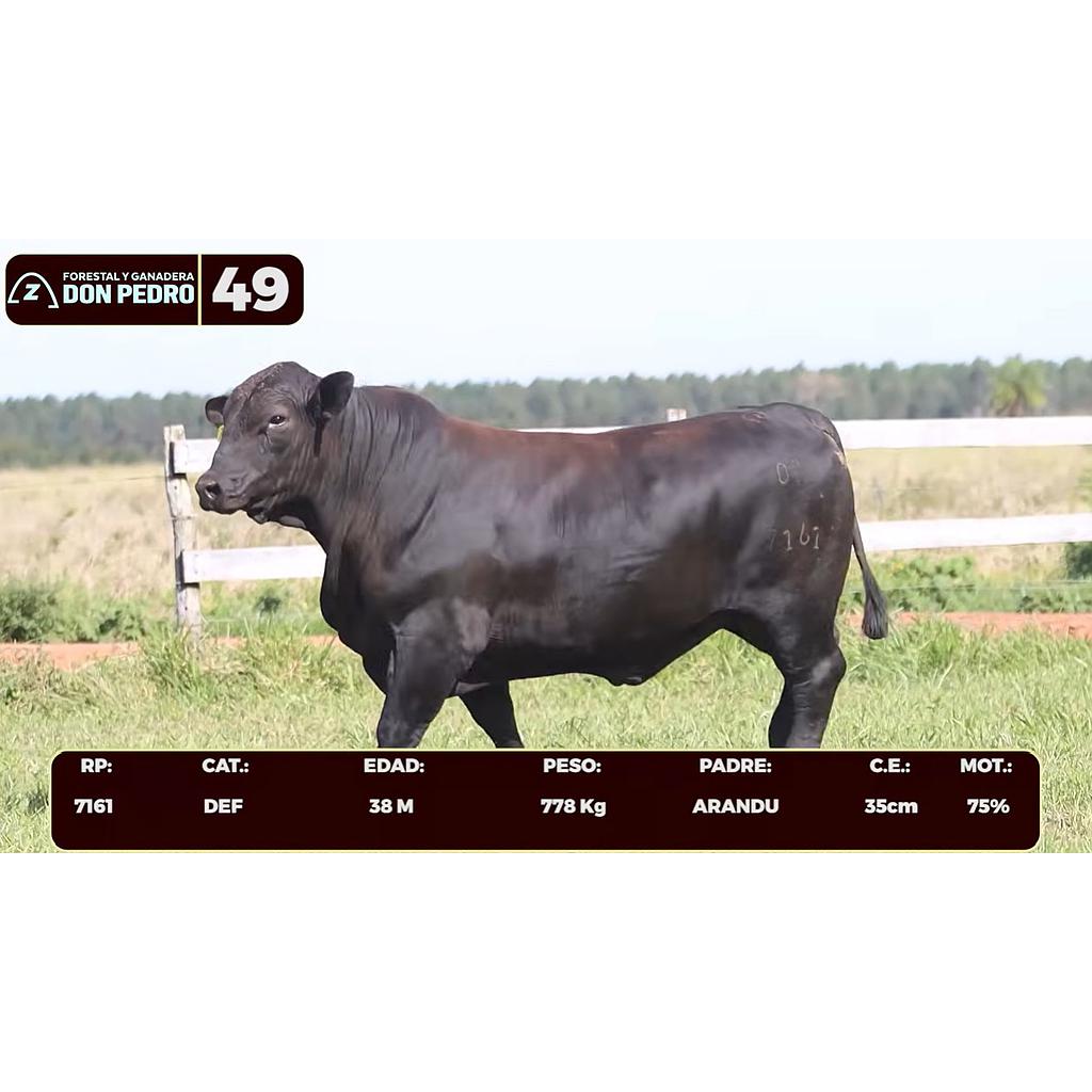 LOTE 49 - BRANGUS NEGRO