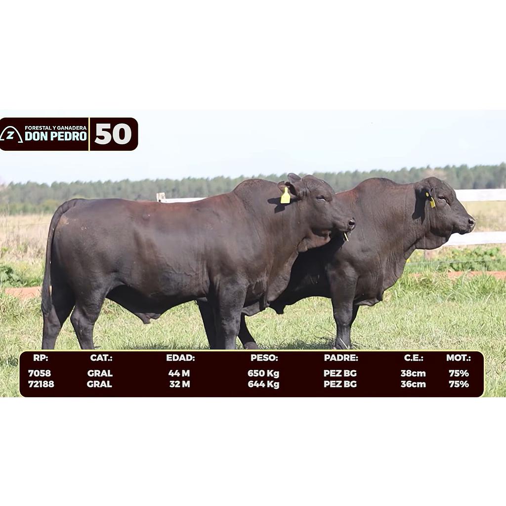 LOTE 50 - BRANGUS NEGRO