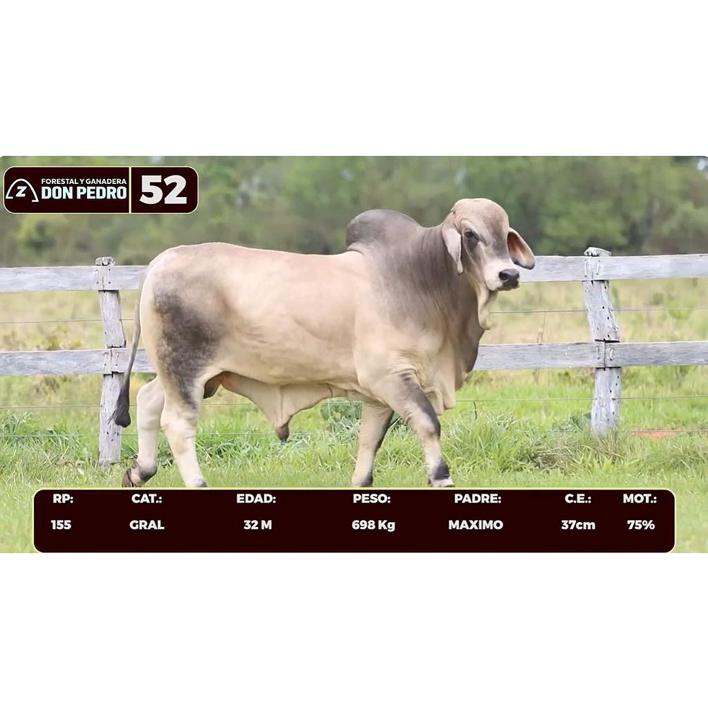 LOTE 52 - BRAHMAN BLANCO
