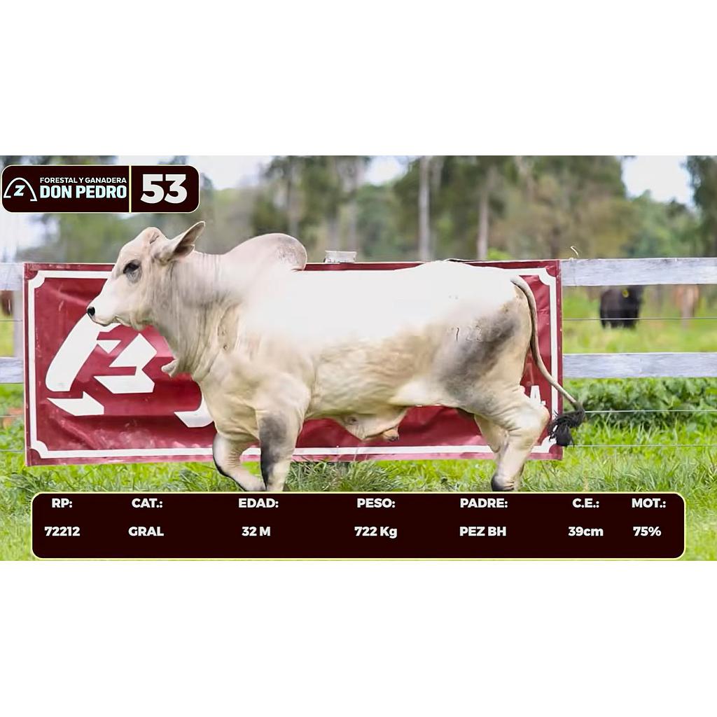 LOTE 53 - BRAHMAN BLANCO