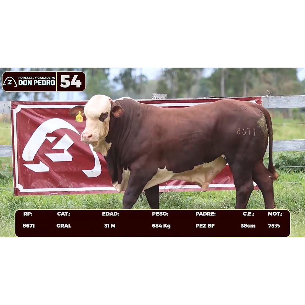 LOTE 54 - BRAFORD