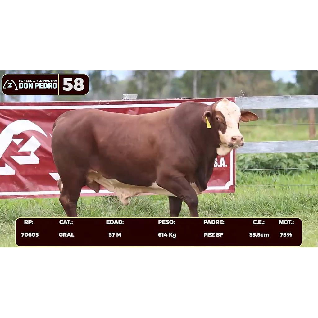 LOTE 58 - BRAFORD