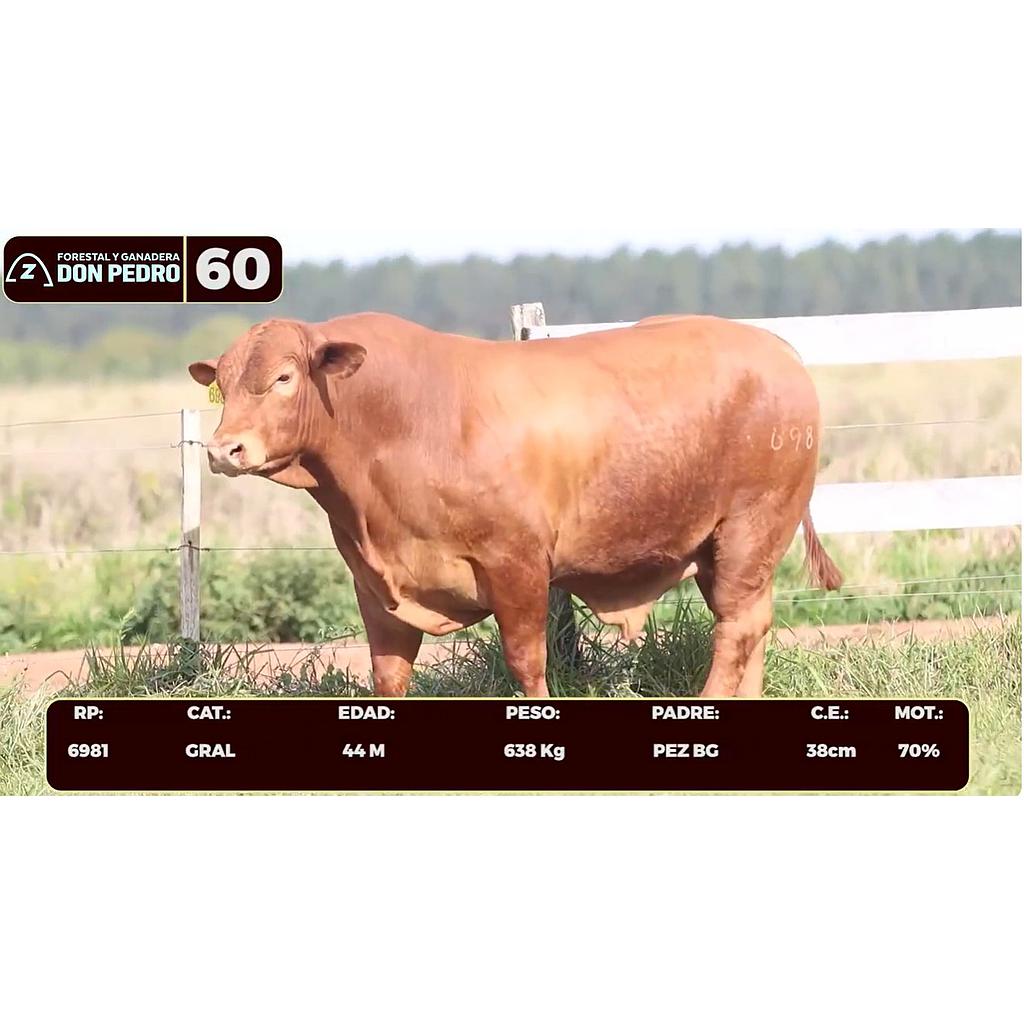 LOTE 60 - BRANGUS ROJO
