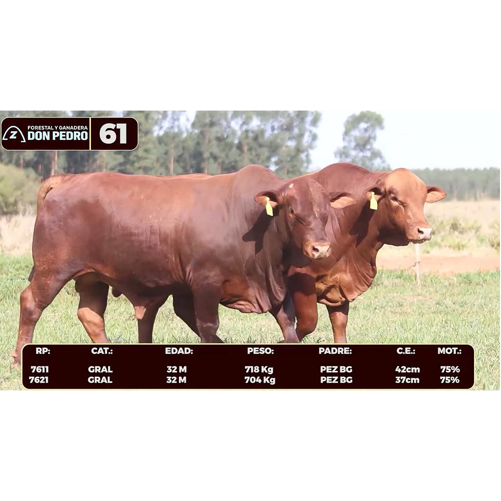 LOTE 61 - BRANGUS ROJO