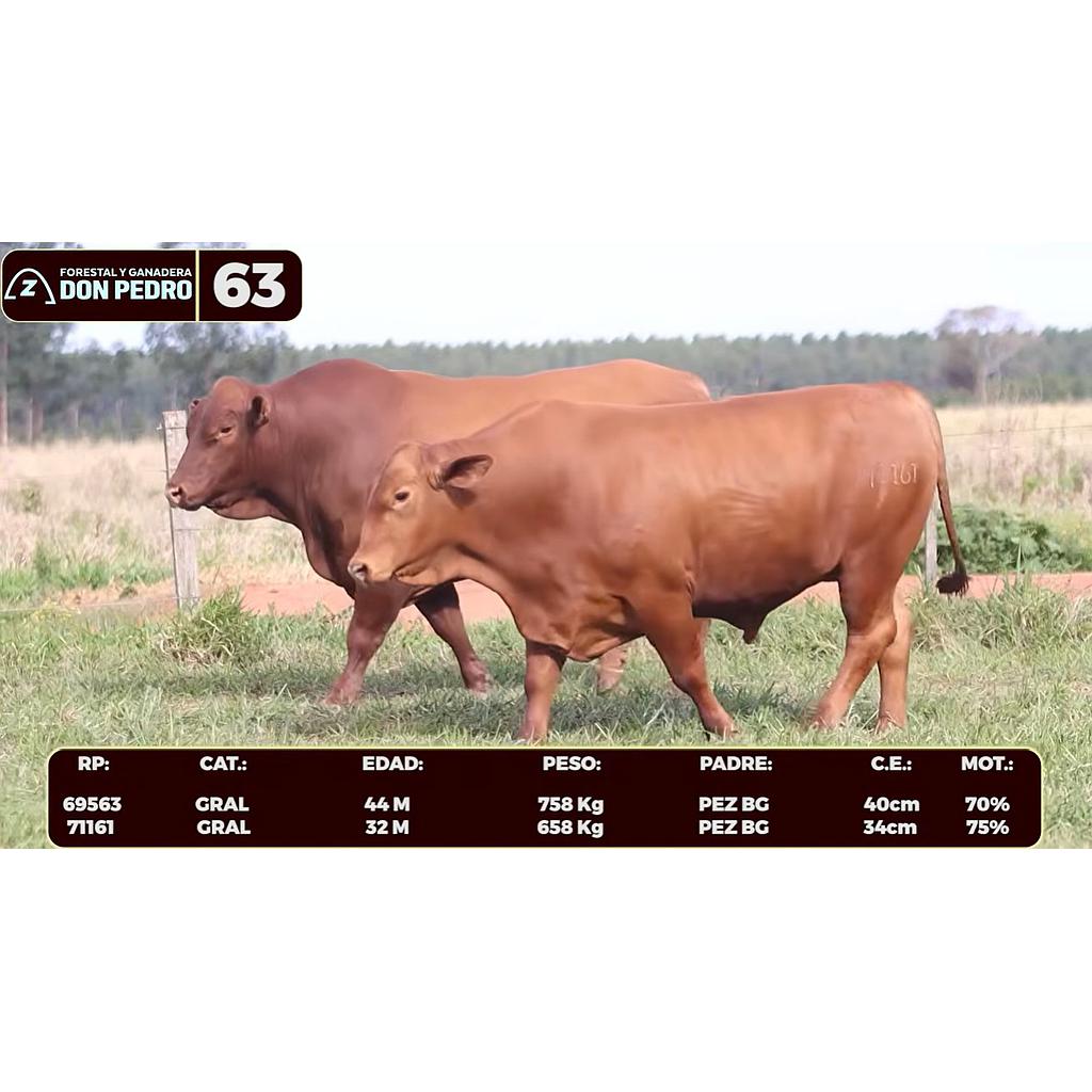 LOTE 63 - BRANGUS ROJO
