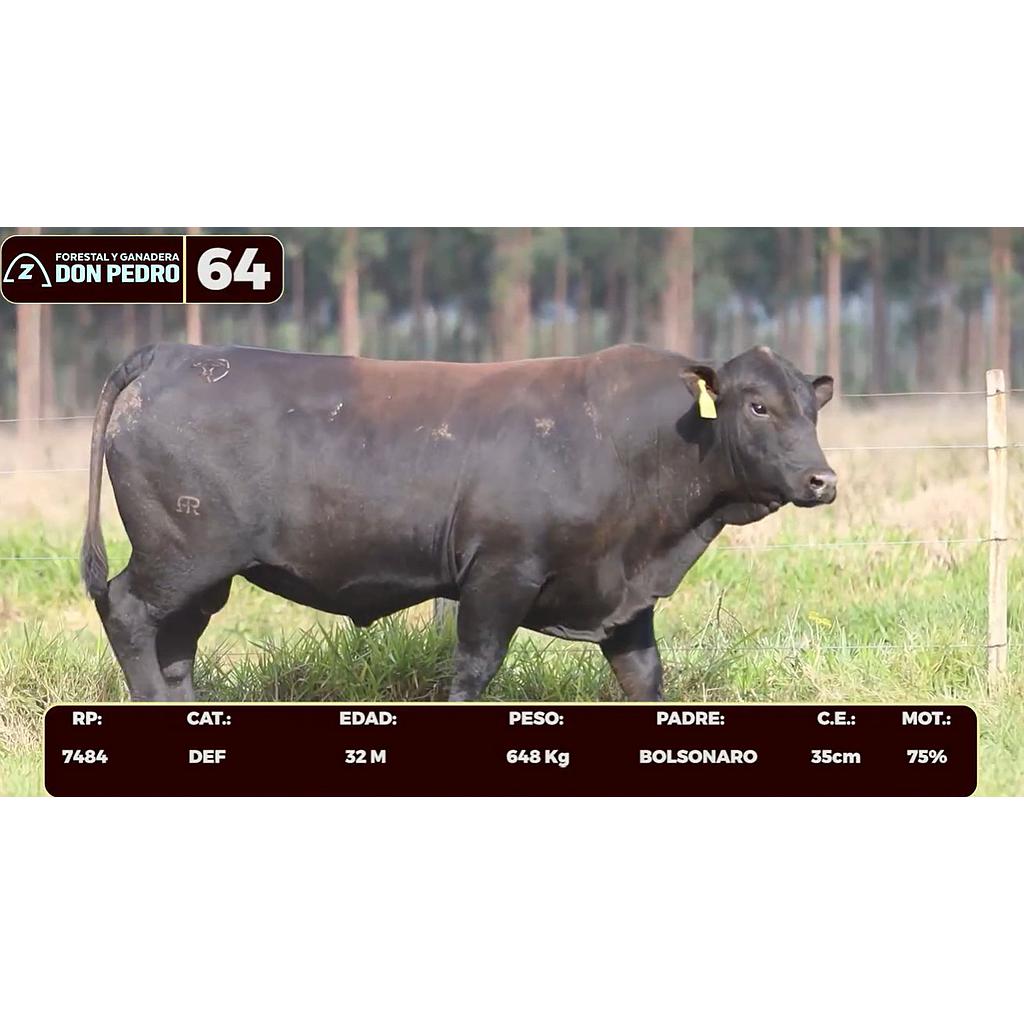 LOTE 64 - BRANGUS NEGRO
