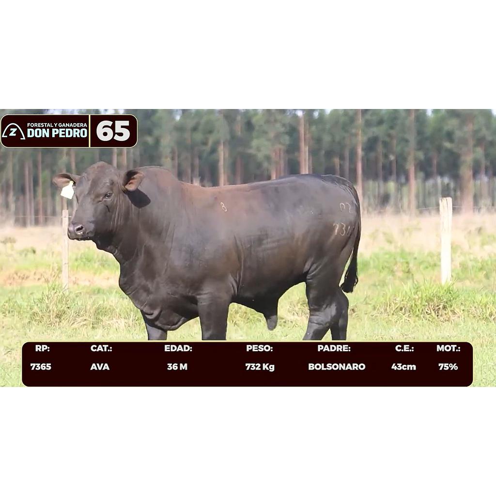 LOTE 65 - BRANGUS NEGRO
