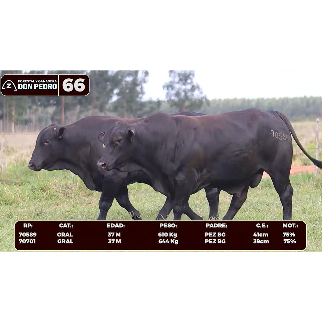 LOTE 66 - BRANGUS NEGRO