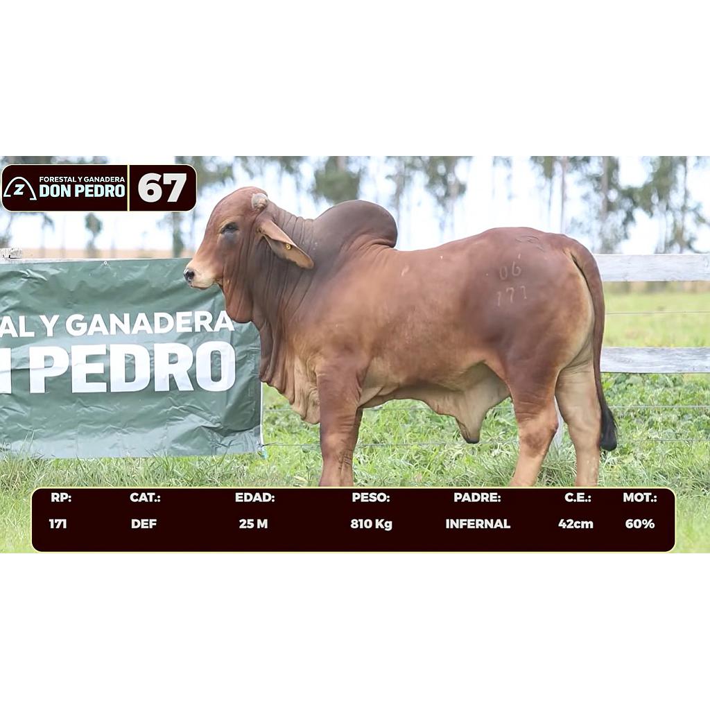 LOTE 67 - BRAHMAN ROJO