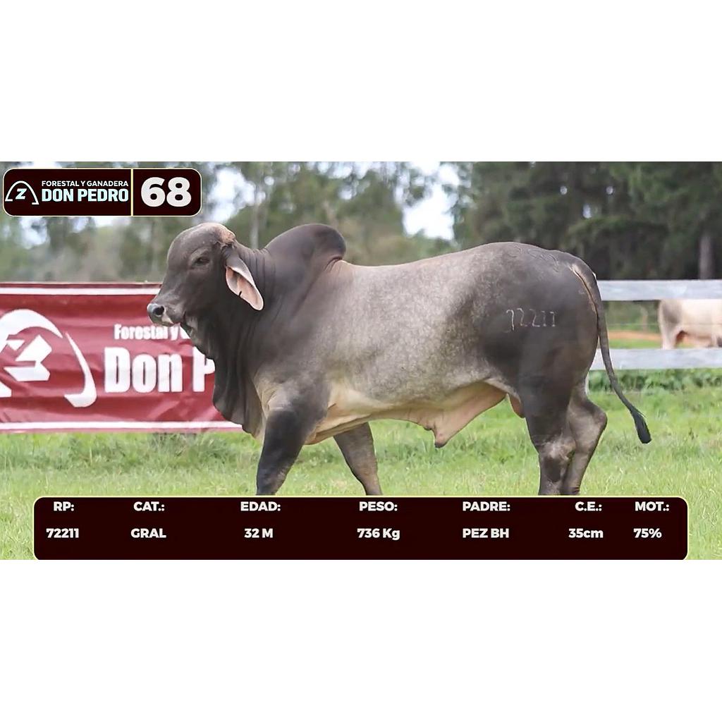 LOTE 68 - BRAHMAN BLANCO