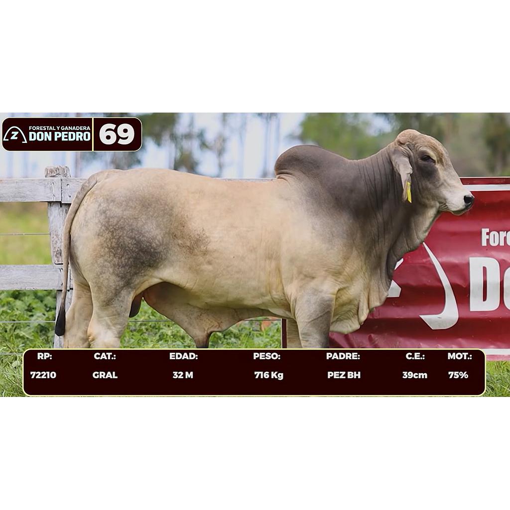 LOTE 69 - BRAHMAN BLANCO