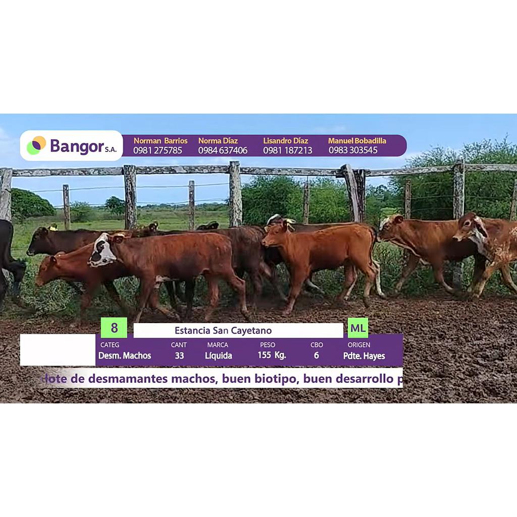 LOTE 08 - DESMAMANTES MACHOS
