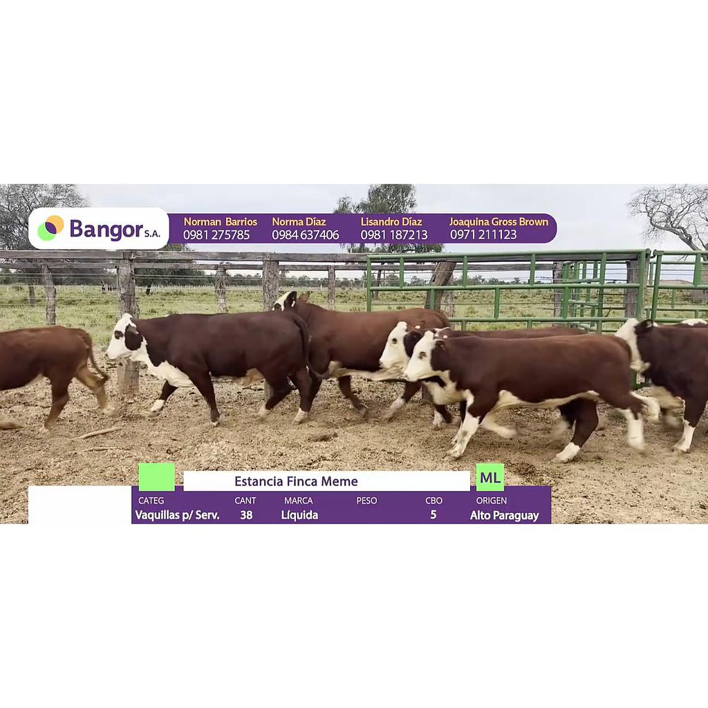 Auction For INSP 1675 - VAQUILLAS