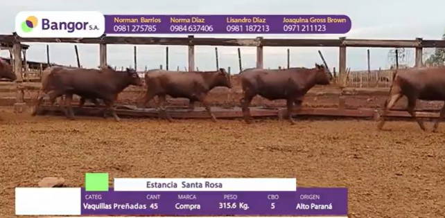 Auction For INSP 1708 - VAQUILLAS PREÑADAS