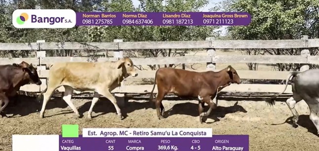 Auction For INSP 1690 - VAQUILLAS