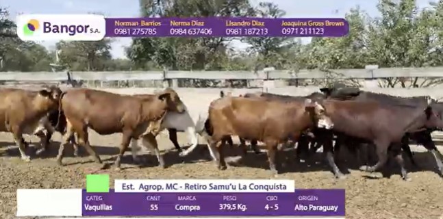Auction For INSP 1688 - VAQUILLAS
