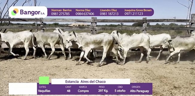 Auction For INSP 1685 - VAQUILLAS