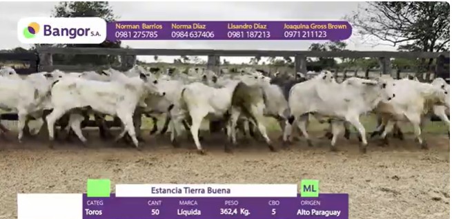 Auction For INSP 1694 - TOROS